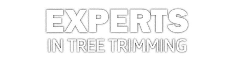 Experts in tree trimming banner